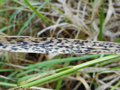 Phyllachora graminis
