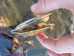 Placopecten magellanicus