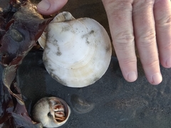 Placopecten magellanicus