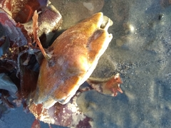 Placopecten magellanicus