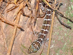 Cyrtodactylus consobrinus