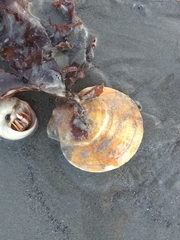 Placopecten magellanicus