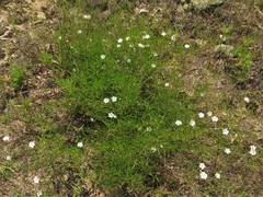 Stylisma pickeringii pattersonii