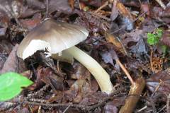 Amanita variicolor