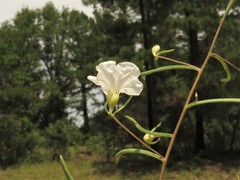 Stylisma pickeringii pattersonii