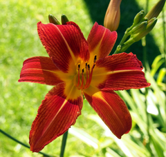 Hemerocallis