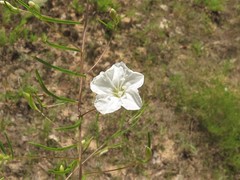 Stylisma pickeringii pattersonii