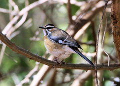 Cercotrichas quadrivirgata