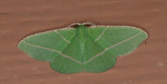Dichorda rectaria