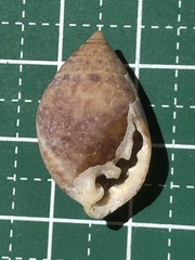 Pythia pachyodon