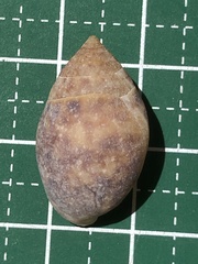 Pythia pachyodon