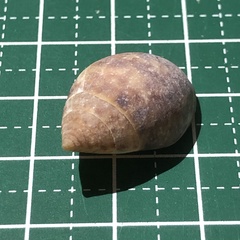 Pythia pachyodon