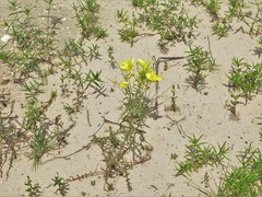 Oenothera heterophylla