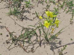 Oenothera heterophylla