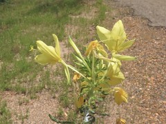 Oenothera heterophylla
