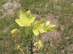 Oenothera heterophylla
