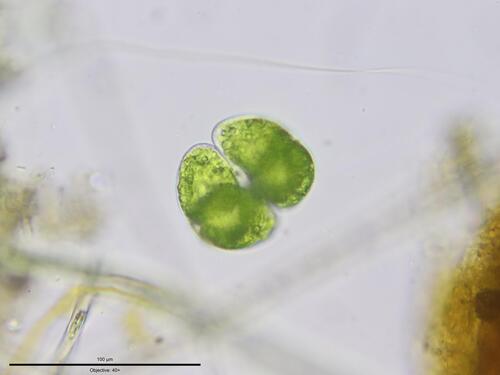 Staurastrum orbiculare