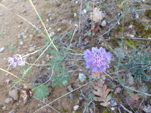 Scabiosa columbaria