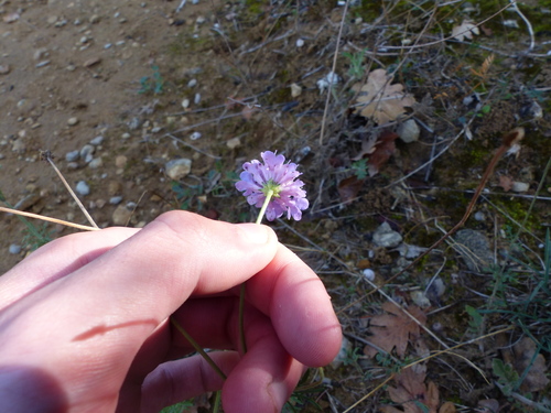 Scabiosa columbaria