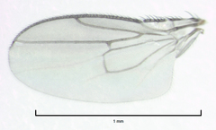 Pullimosina heteroneura