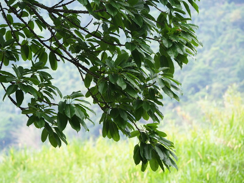 Ficus caulocarpa (Ficus caulocarpa)