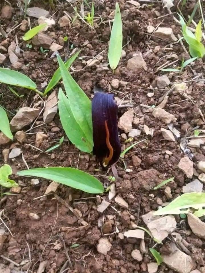 Typhonium cordifolium
