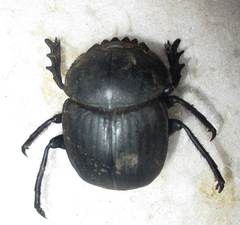 Scarabaeus ambiguus