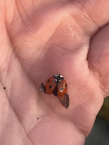 Seven-spotted Lady Beetle