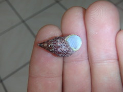 Phasianotrochus eximius