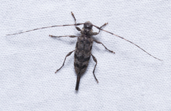 Acanthocinus obsoletus