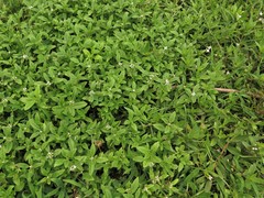 Spermacoce dasycephala