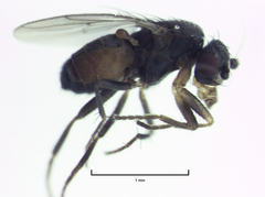 Pullimosina heteroneura