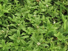 Spermacoce dasycephala