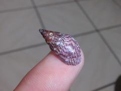 Phasianotrochus eximius