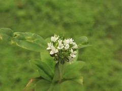 Spermacoce dasycephala