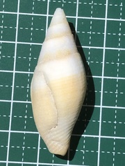 Nebularia chrysostoma