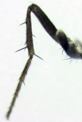 Pullimosina heteroneura