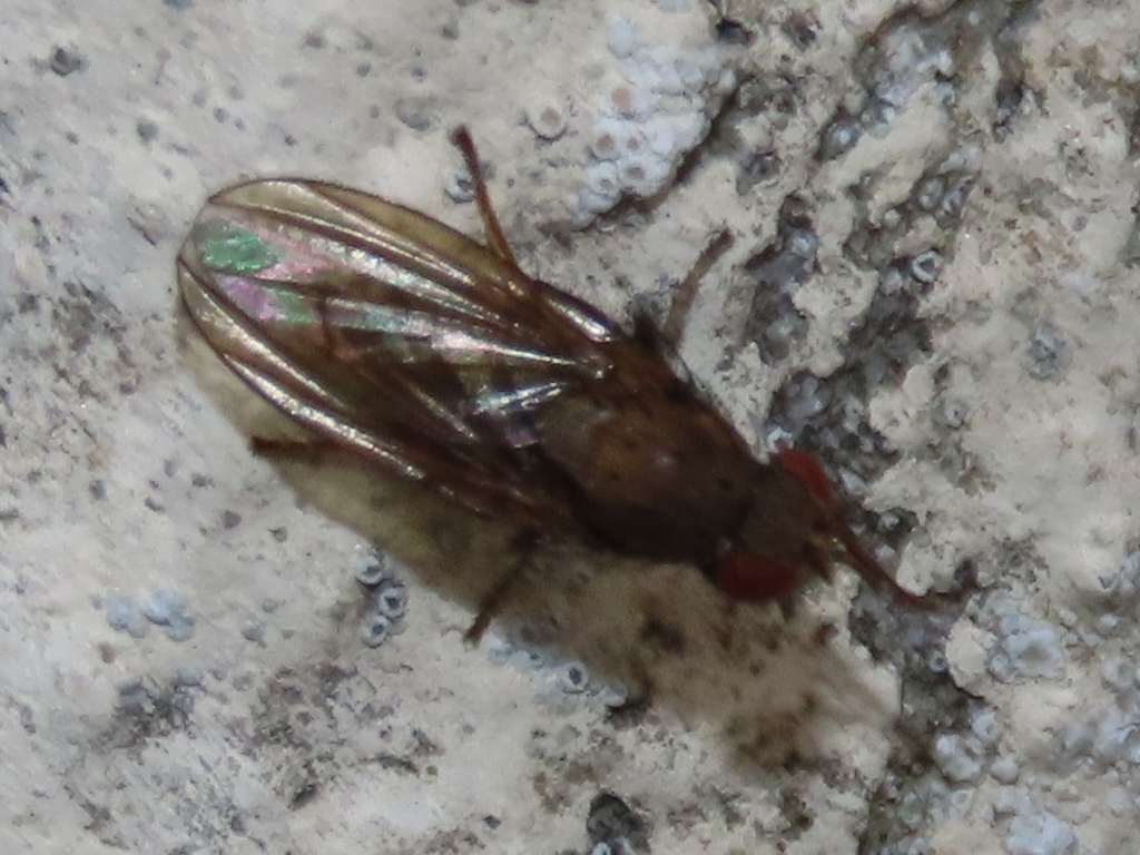 Notiphila brunipes