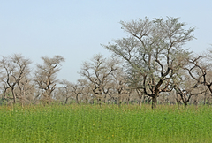 Faidherbia albida image