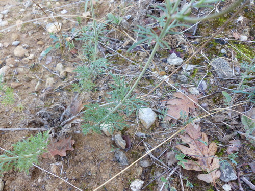 Scabiosa columbaria