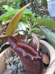 Nepenthes rajah