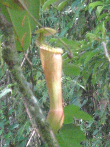 splendid pitcher-plant (Nepenthes edwardsiana)