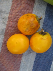 Solanum aethiopicum