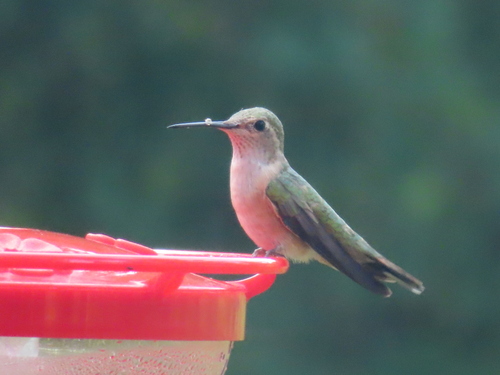 Broad-tailed Hummingbird photographed in South Dakota