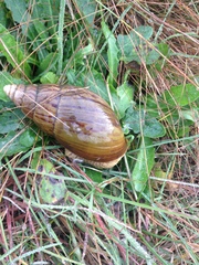 Cochlitoma granulata