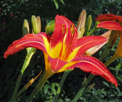 Hemerocallis
