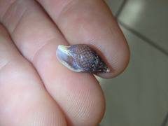 Pardalinops testudinaria