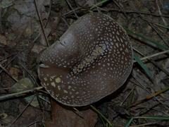 Amanita franchetii