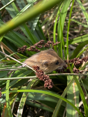 Brant's Climbing Mouse