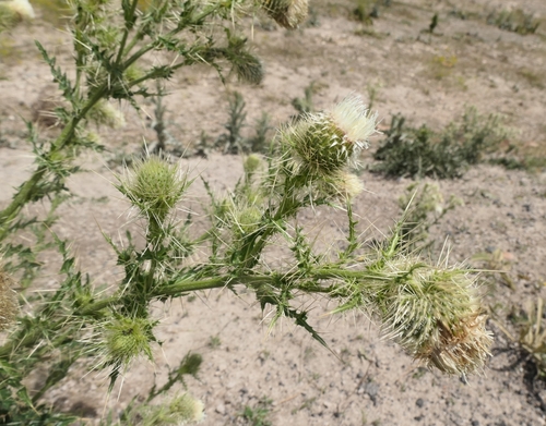 Cirsium echinus